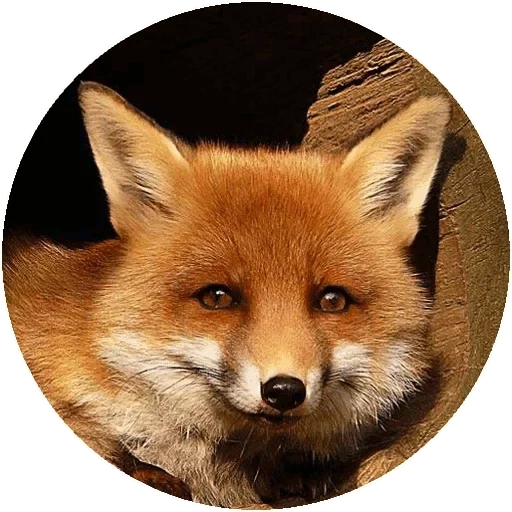 rubah, nora fox, fox fox