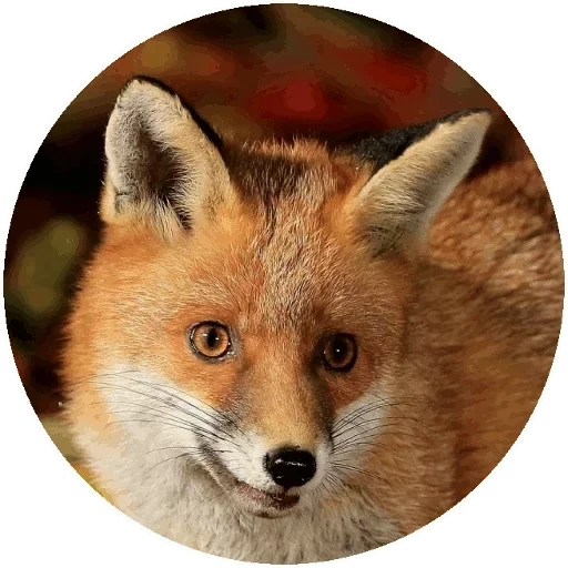 fox, fox, fox fox, fox fox, mordochka fox