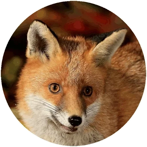 fox, fox, renard renard, renard renard, face de renard