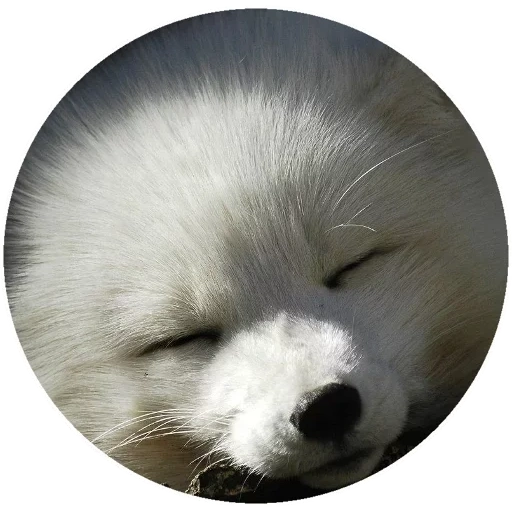 fox ártico, el zorro ártico se durmió, arctic fox, pequeño zorro ártico, fox ártico