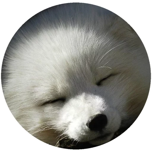 rubah, rubah arktik sedang tidur, rubah arktik, rubah kecil, the polar fox adalah rubah rubah