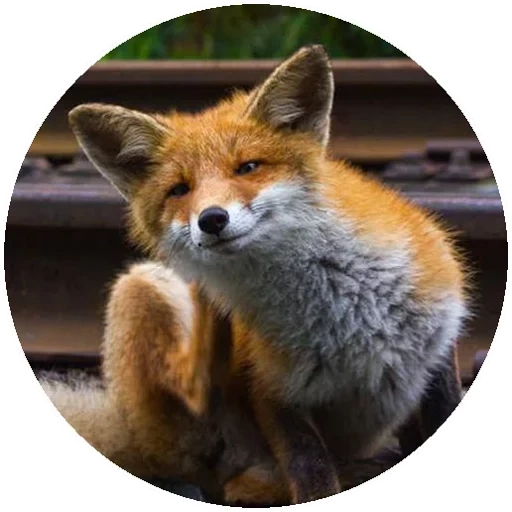 fox, fox, fox fox, red fox