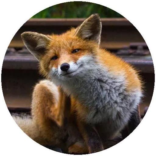 fox, fox, renard renard, renard roux