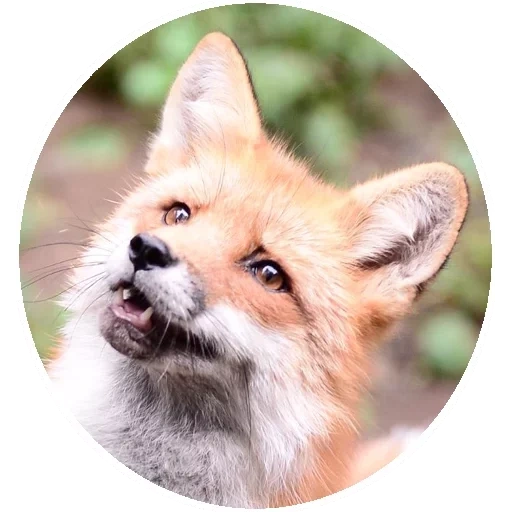 rubah, fox fox, rubah merah, moncong fox, mereknya adalah red fox