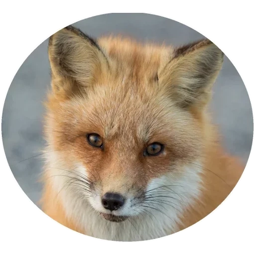 fox, лиса, лиса лиса, рыжая лиса, мордочка лисички