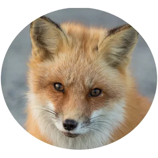 fox, fox, renard renard, renard roux, museau de poulet