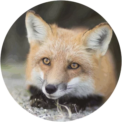 rubah, fox fox, rubah merah, wajah rubah, mulut rubah