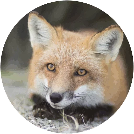 fox, renard renard, renard roux, face de renard, bouche de renard