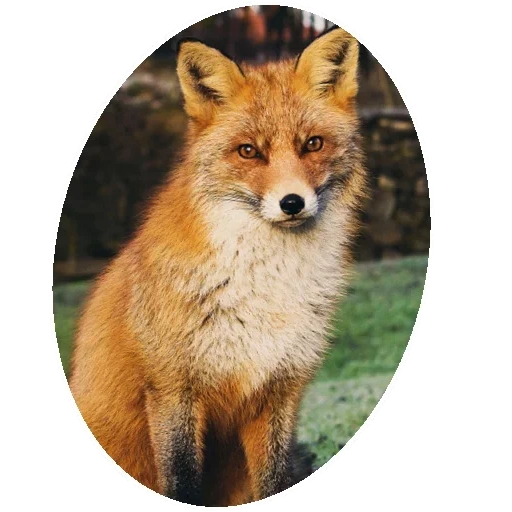 fox, fox fox, fox animal, red fox, the fox is cunning
