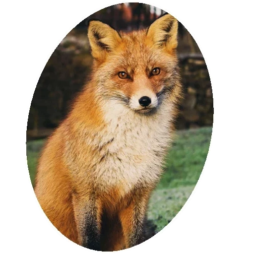 fuchs, fox fox, fuchstier, roter fuchs, der fuchs ist gerissen