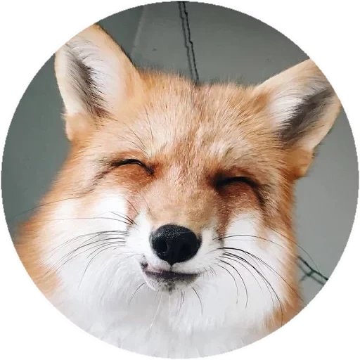 rubah, rubah, fox fox, fox bundar