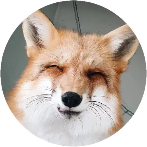 fox, fox, renard renard, renard rond