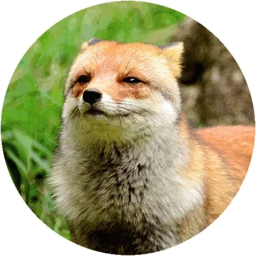 raposa, raposa, fox fox, o rosto da raposa, mordochka fox