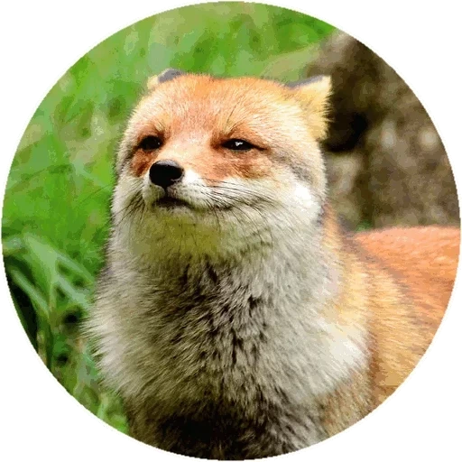 fox, fox, renard renard, face de renard, face de renard