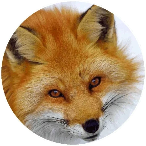 raposa, o rosto da raposa, raposa vermelha, focinho fox