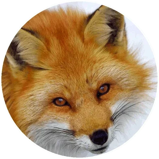 fuchs, das gesicht des fuchs, roter fuchs, mündungsfuchs