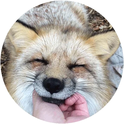 pacchetto, volpe, cari volpi, fox smile