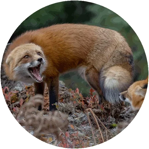 volpe, fox fox, la bocca della volpe, una volpe frenetica, animale della volpe
