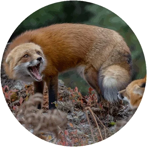 fox, renard renard, bouche de renard, renard enragé, animaux de renard