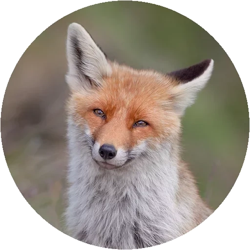 fox, fox, renard renard, renard roux