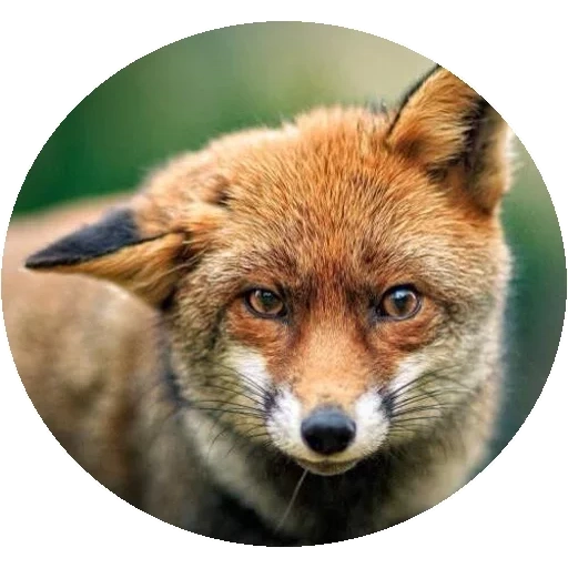 raposa, raposa, fox fox, raposa esperta, a raposa é astuto