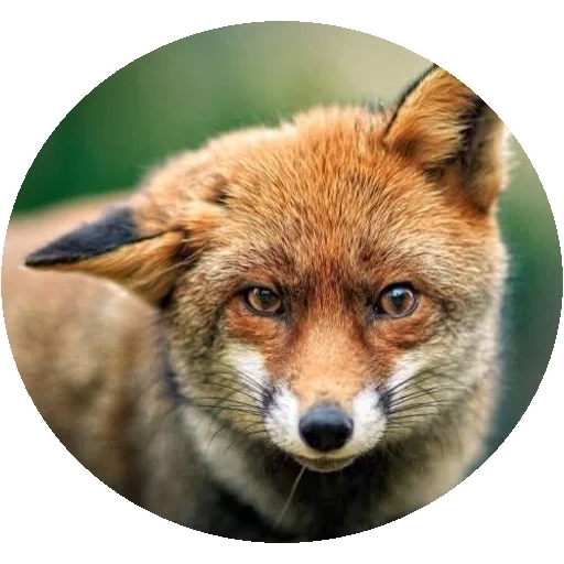 fox, fox, renard renard, le renard rusé, le renard est rusé