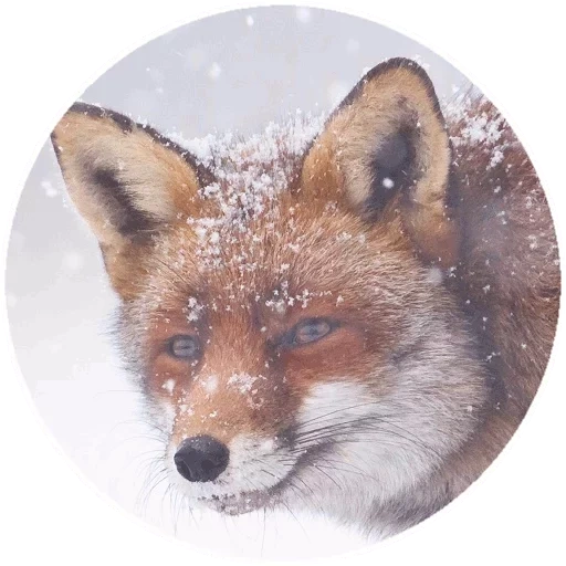 mengemas, rubah, fox fox, wajah rubah