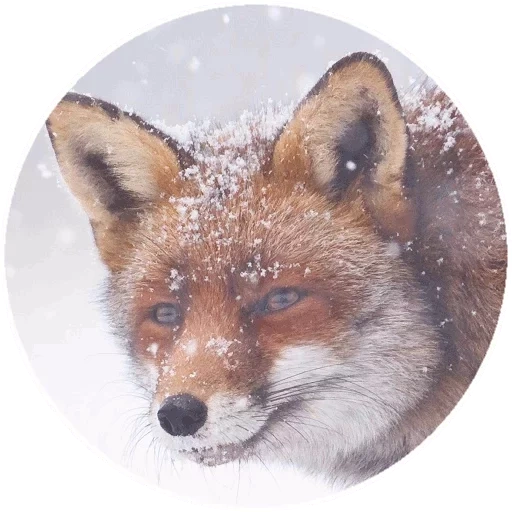 pack, fox, renard renard, face de renard