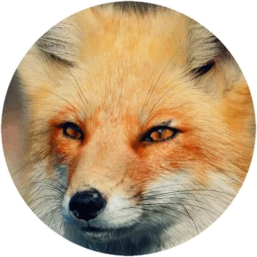 fox, fox zorro, ojos de zorro, cara de zorro, ojos de zorro