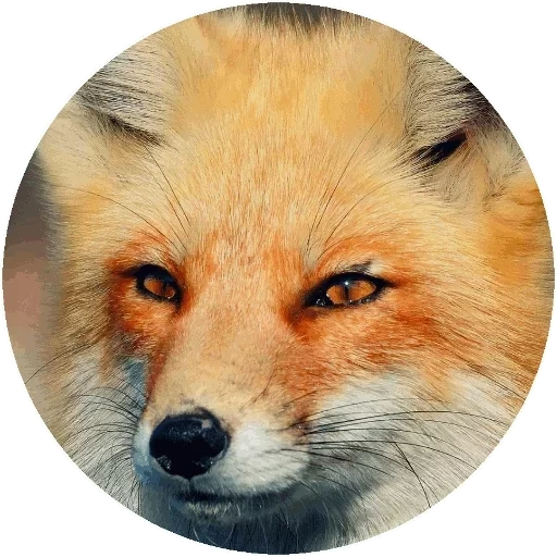 fuchs, fox fox, der fuchs des auges, das gesicht des fuchs, die augen des fuchs