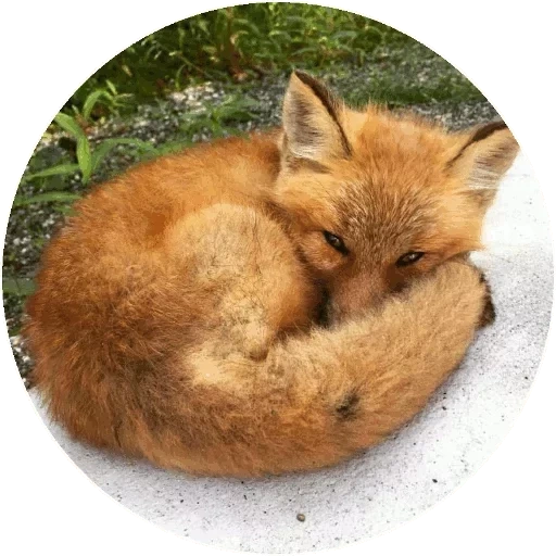 volpe, fox fox, volpe rossa, volpe addormentata, la volpe è triste