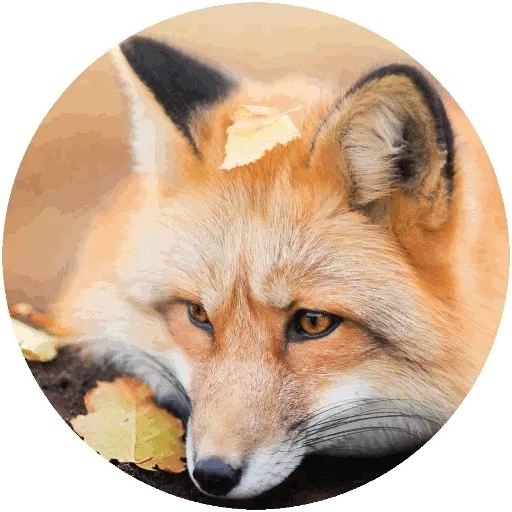 rubah, fox fox, fox post, kepala rubah