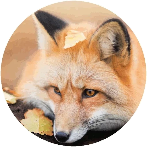 fox, renard renard, fox post, tête de renard