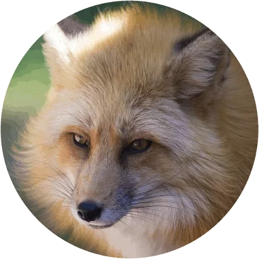 rubah, fox fox, fox mord, moncong fox