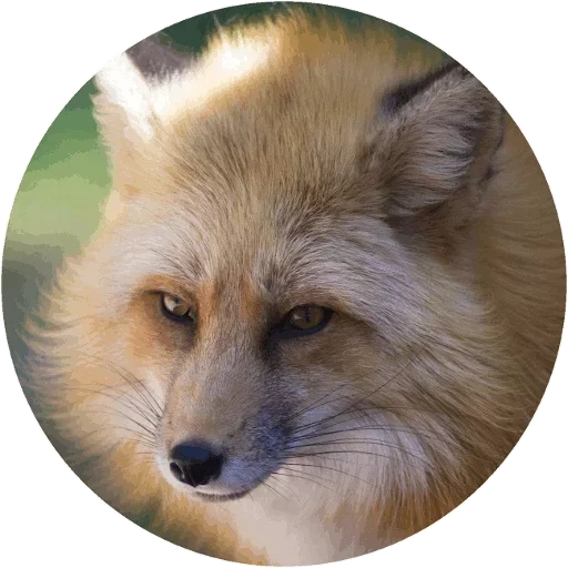 fox, renard renard, face de renard, face de renard