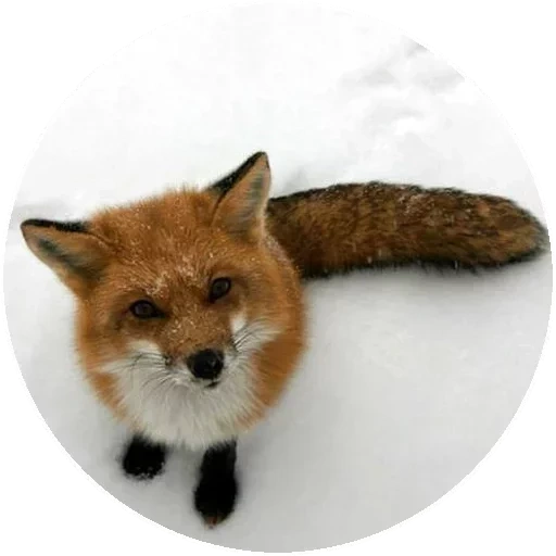 fox, renard renard, renard roux, fox wild, renard roux