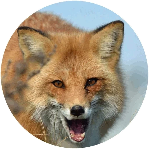 volpe, la volpe stava sorridendo, il volto della volpe, fox mord