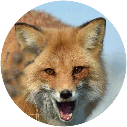 fox, le renard sourit, face de renard, face de renard