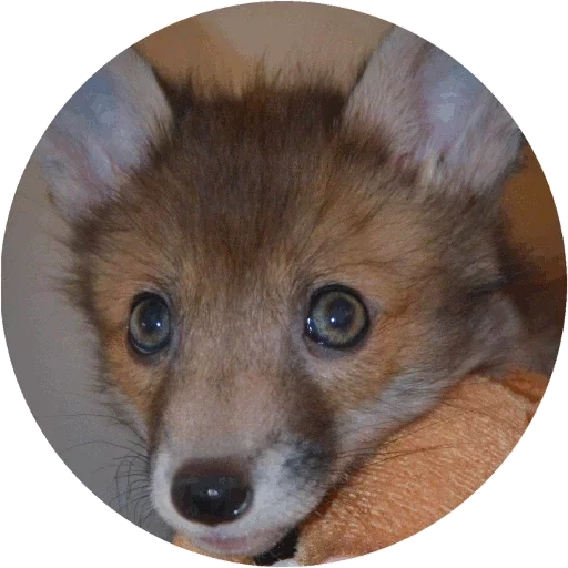 fox, fox, animaux de renard, petit renard