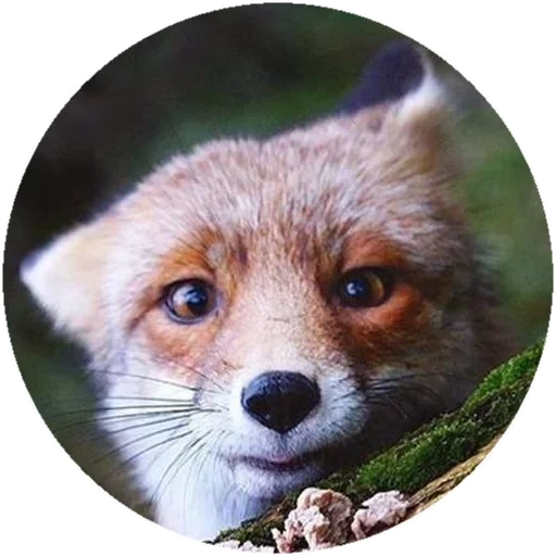 rubah, rubah, fox fox, halo fox