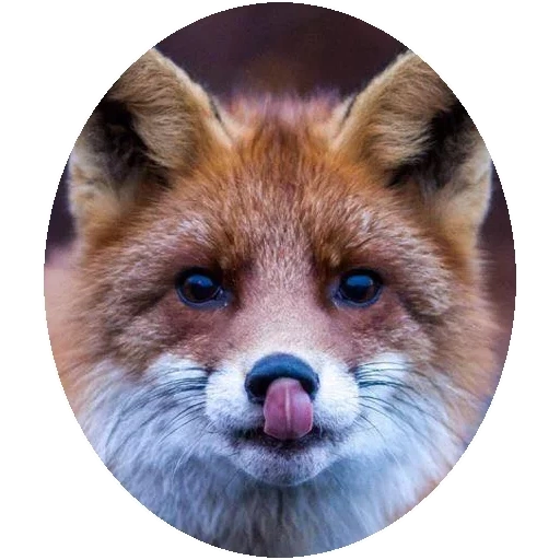 raposa, fox fox, raposa vermelha, a raposa é astuto