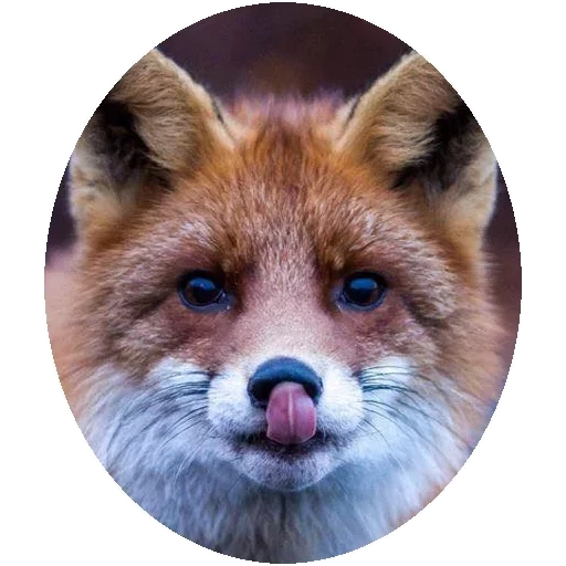 fox, renard renard, renard roux, le renard est rusé