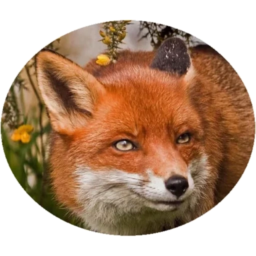 fox, пак, лиса