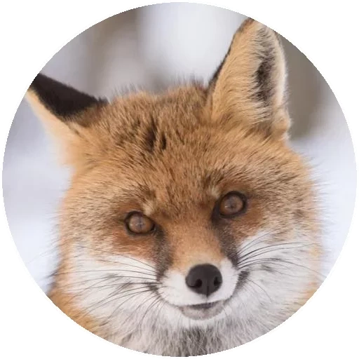 fox, fox, renard renard, le renard est rusé, renard content