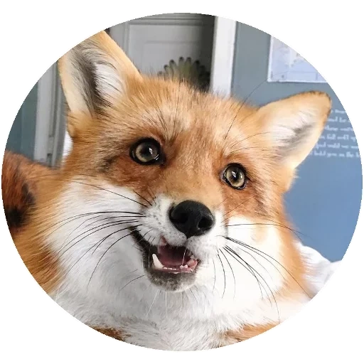 volpe, fox fox, la volpe è astuzia, merry fox