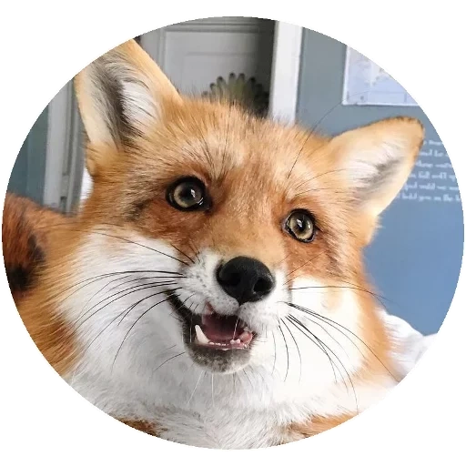 fox, renard renard, le renard est rusé, gai fox