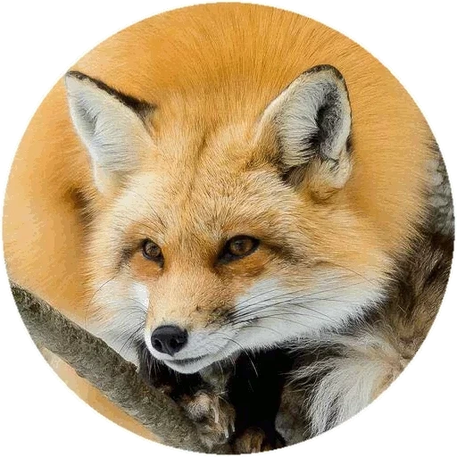 fox, renard renard, renard rond, renard commun, renard roux commun