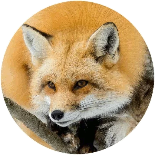 fuchs, fox fox, rundfuchs, gewöhnlicher fuchs, gewöhnlicher fuchs rot fuchs