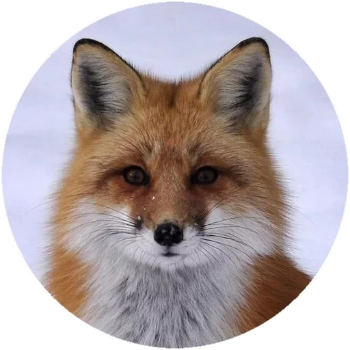 fox, fox, fox zorro, cara completa del zorro