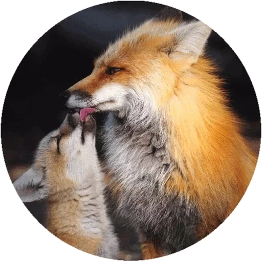 fox